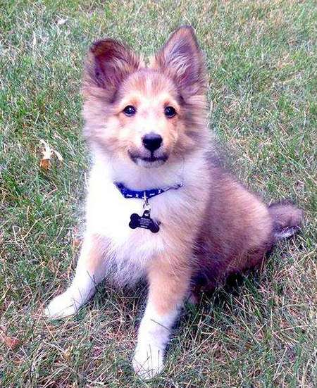 101 Cute Sheltie Puppies