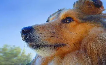 10 Things I Love About Shelties