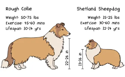 10 Things to Know About Shelties