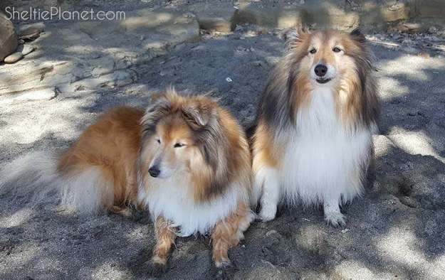 about shelties