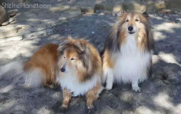 Our Shelties at 11 years old