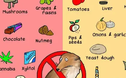 30 Foods Toxic to Dogs