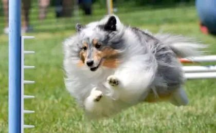 Annual Dog Events for Shelties
