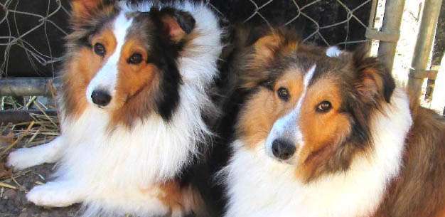 Jack and Jill from Central Illinois Sheltie Rescue Jack and Jill from Central Illinois Sheltie Rescue