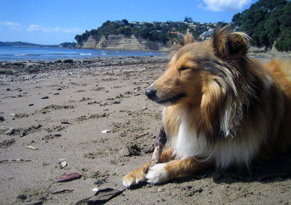 Still chewing: Howard finds a tasty beach stick at 18 months old