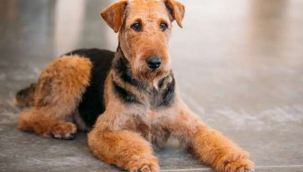 Airedale Terrier Airedale Terrier