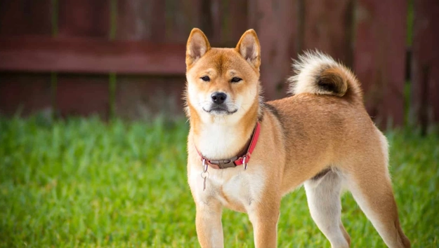 Akitas are double coated dogs