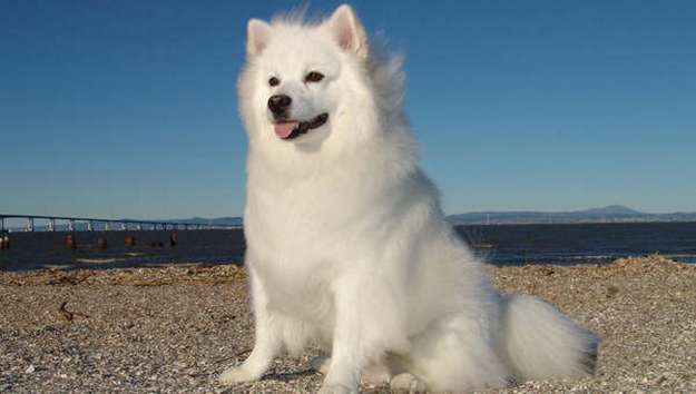 American Eskimo Dog American Eskimo Dog