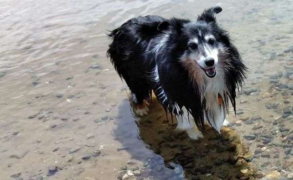 Annie is a Puppy Mill Survivor Annie is a Puppy Mill Survivor