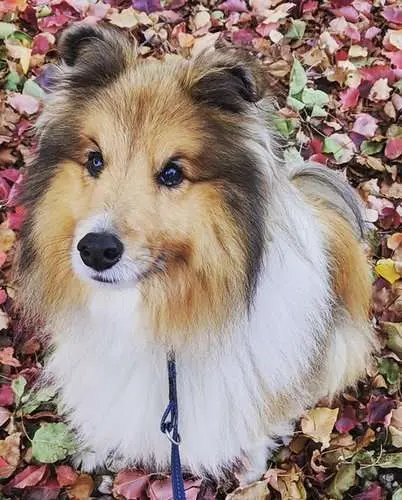 Archie the Sheltie was diagnosed with Hip Dysplasia at 12 months old
