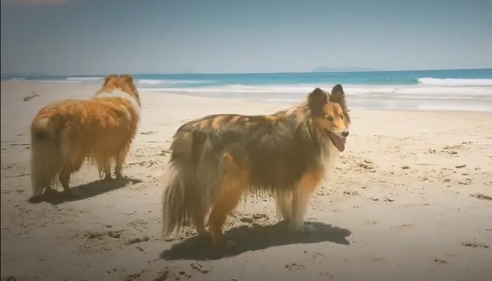 Are Shelties Good Family Dogs?