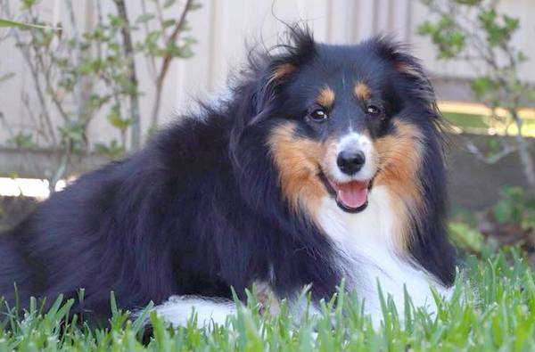 Athena The Sheltie Athena The Sheltie