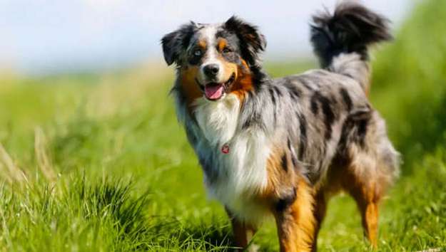 Australian Shepherd Australian Shepherd