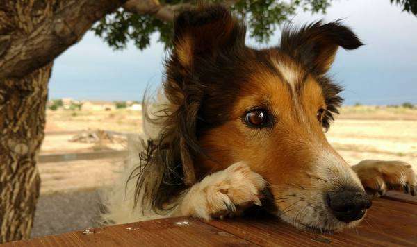 Bailey The Sheltie Bailey The Sheltie