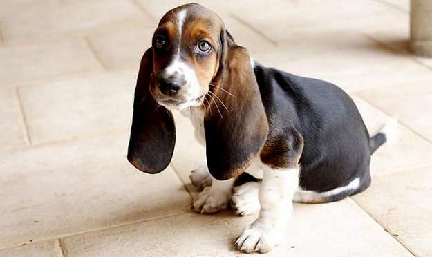 Basset Hound Basset Hound