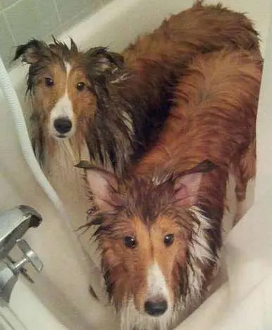 They are half their size when wet