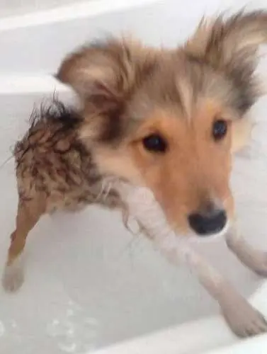 This is Munch in his first bath
