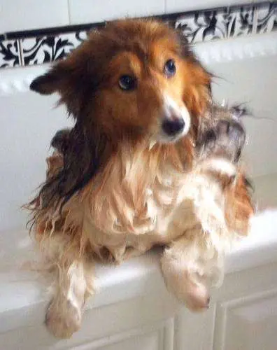 Foxy Fizzle in the bath! By Karen Massey