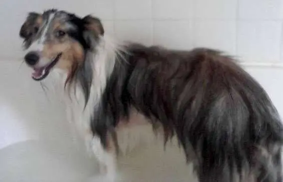 Chewy actually enjoying bath time