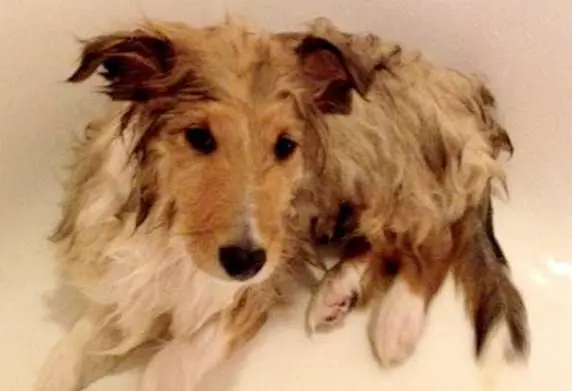 Our Sheltie puppy Jasper doesn't like baths at all! By Trish Simms