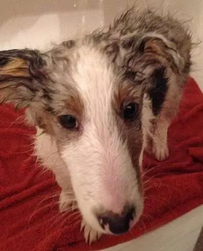 Milo's first bath. By Colleen Waddy Joseph