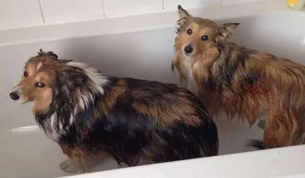 Holly and Crystal are not big fans of the bath! By Gillian Wood
