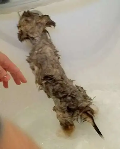 Puppy shampoo! By Emma McCarthy