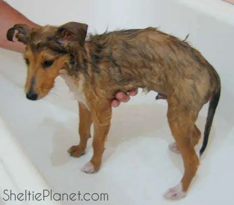Shampoo your Sheltie every 1-2 months