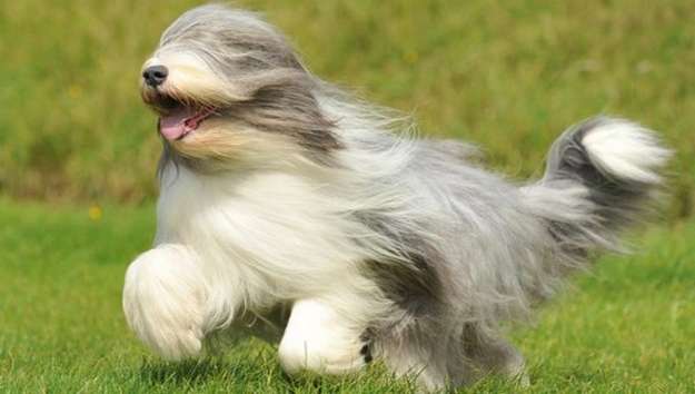 Bearded Collie Bearded Collie