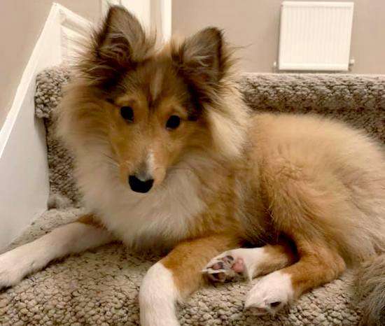 Beau at 4 Months Old Beau at 4 Months Old
