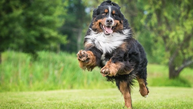 Bernese Mountain Dogs are double coated dogs