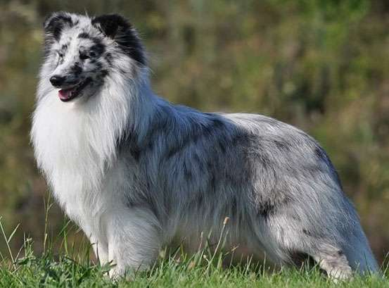 The 8 Sheltie Coat Colors