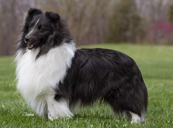 The 5 Sheltie Coat Colors - Sable, Tri Color, Blue Merle, Bi Blue & Bi ...