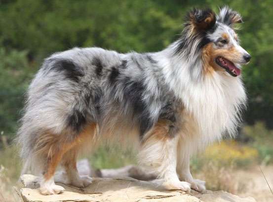 blue eyed sheltie