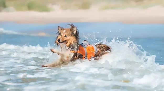 Shelties can enjoy a good swim once they're confident being in the water