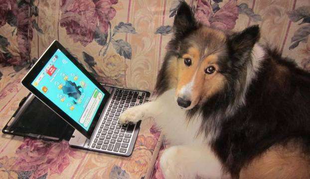 My Sheltie Champ My Sheltie Champ