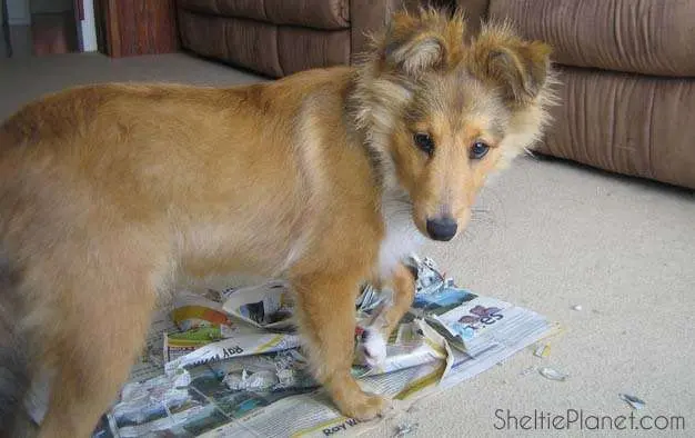 Sheltie puppy chewing up newspaper and making a mess