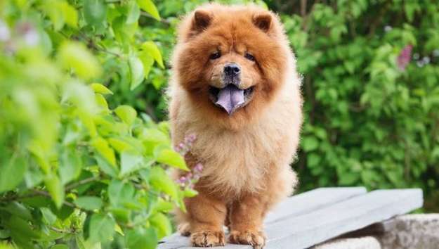 Chow Chow Chow Chow