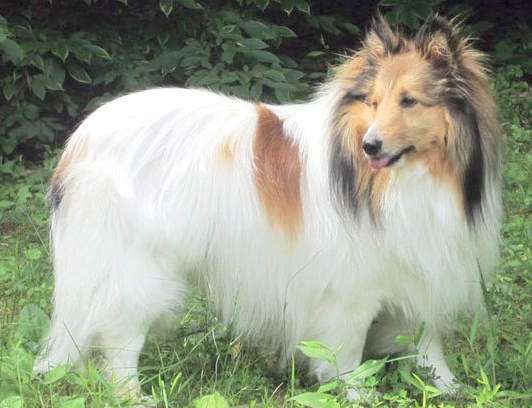 chw sheltie