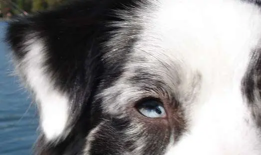 An iris coloboma in a dog with Collie Eye Anomaly