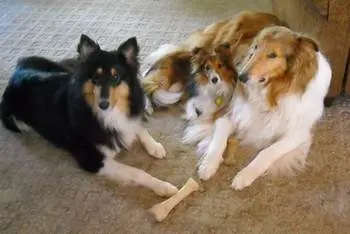 Collies and Shelties