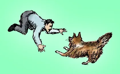 Cool Dog Games to Play with Shelties