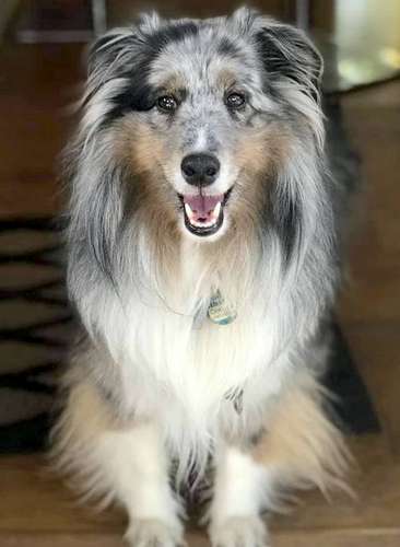 Cooper The Sheltie Dog Cooper The Sheltie Dog