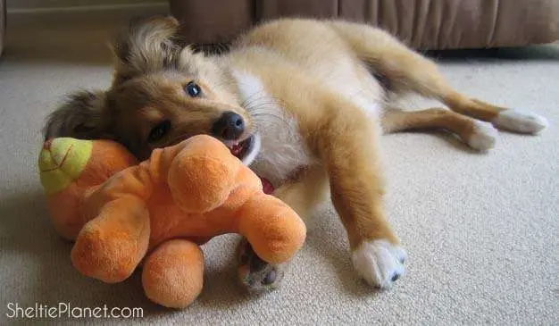 Sheltie puppy chewing on plush dog toy