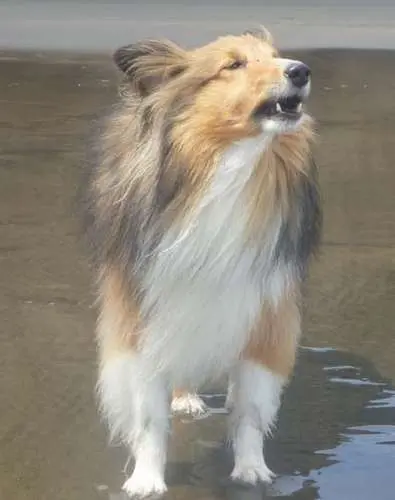 Cute Sheltie dog singing at the beach