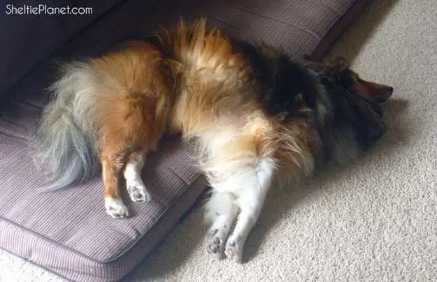 Funny Sheltie dog sleeping awkwardly on the floor