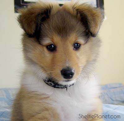 cute sheltie puppies