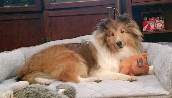 Dillon The Sheltie Dillon The Sheltie