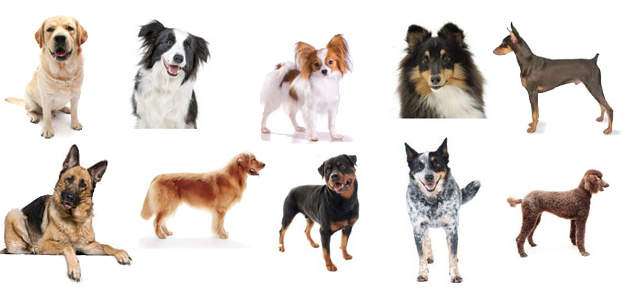 Different Dog Breeds Were Originally Bred to Have Different Temperaments Different Dog Breeds Were Originally Bred to Have Different Temperaments