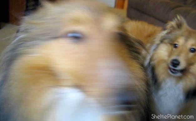 Cool Dog Games to Play with Your Shetland Sheepdog